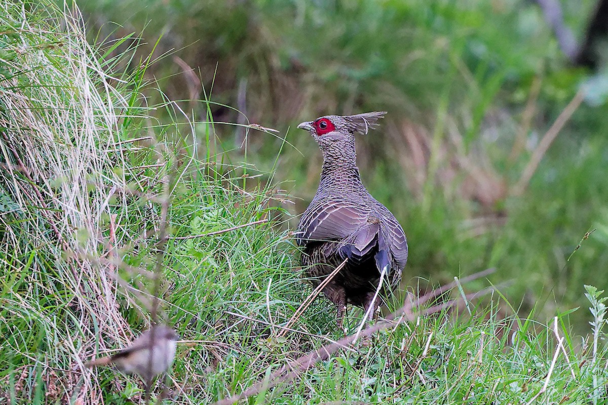 Kalij Pheasant - ML634278775