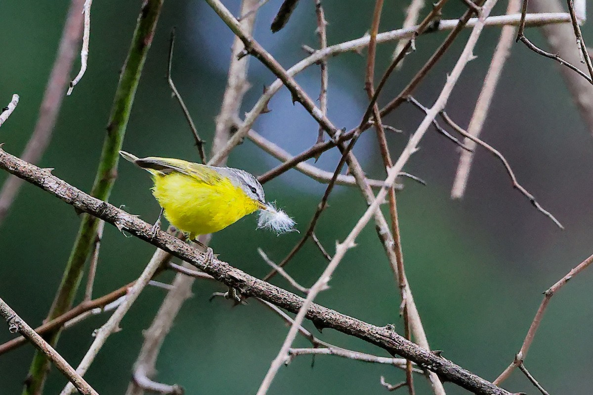 Gray-hooded Warbler - ML634279089