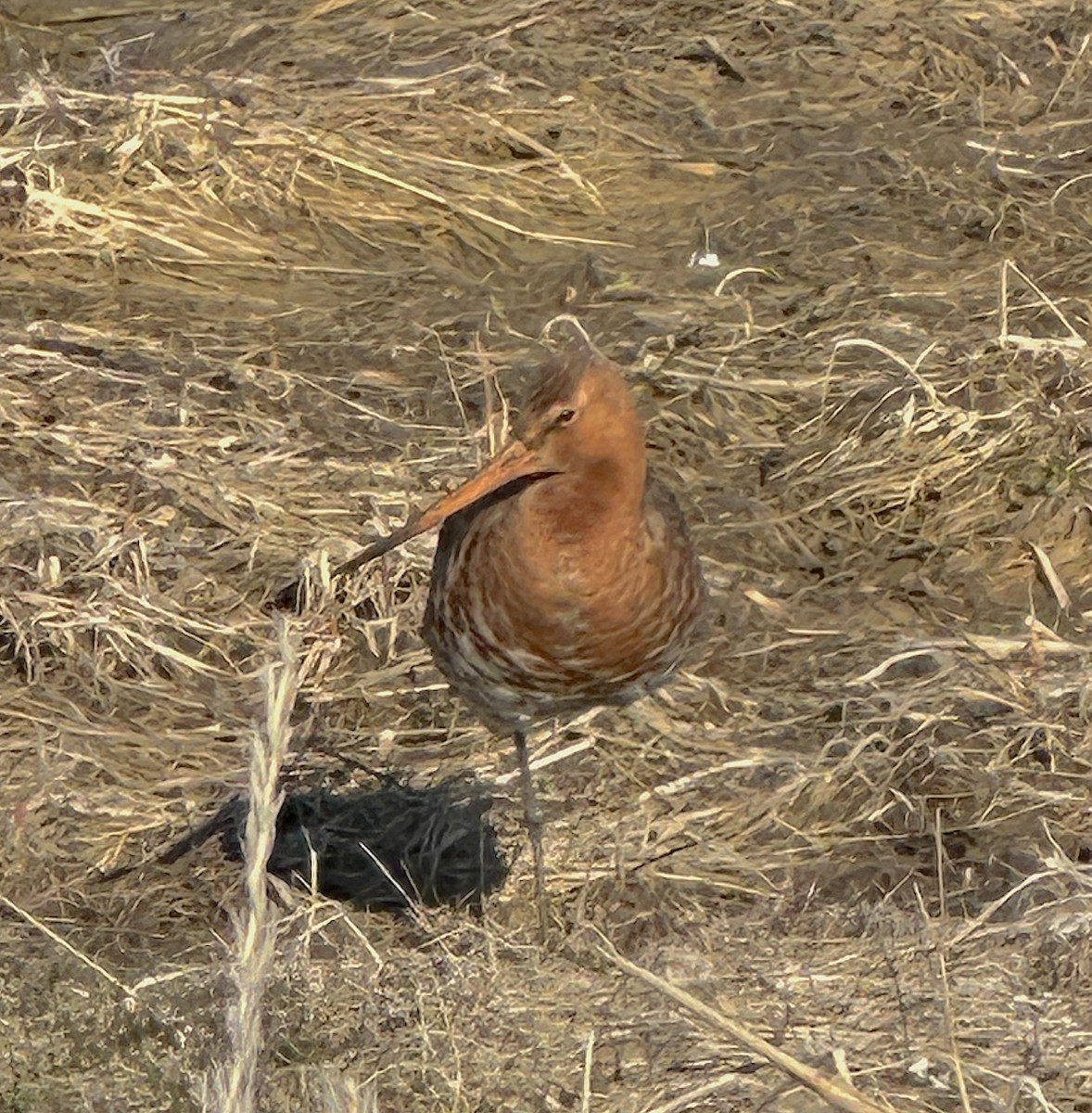 Black-tailed Godwit - ML634279177
