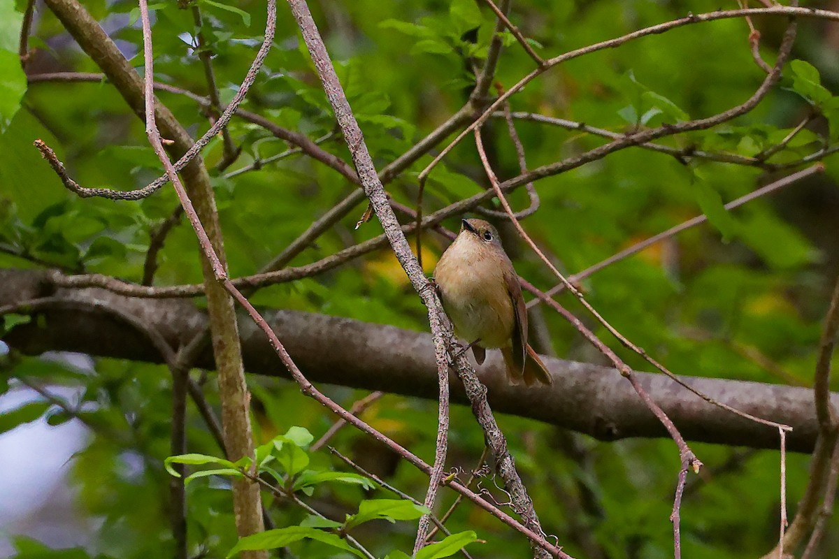 Slaty-blue Flycatcher - ML634279262