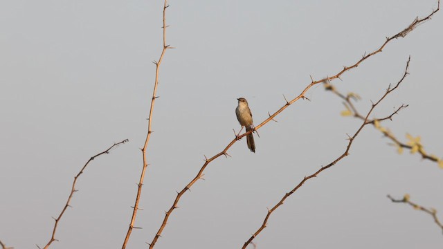 Prinia délicate - ML634279286