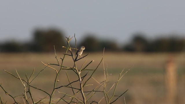Prinia délicate - ML634279288