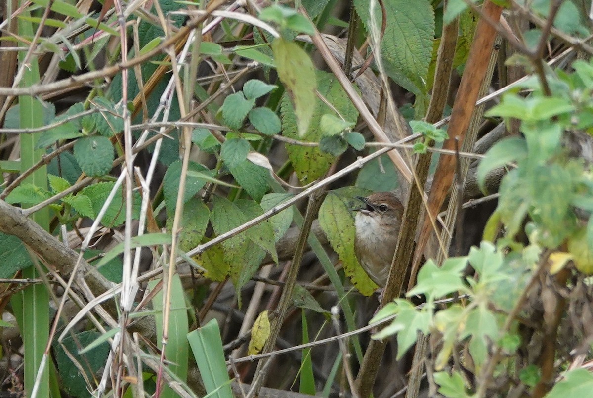Dalat Bush Warbler - ML634279317