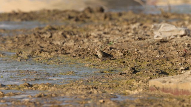 Pipit des arbres - ML634279325