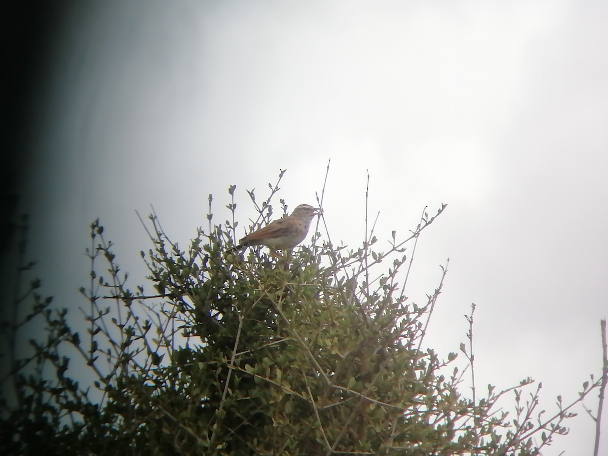 Fawn-colored Lark - ML634279346