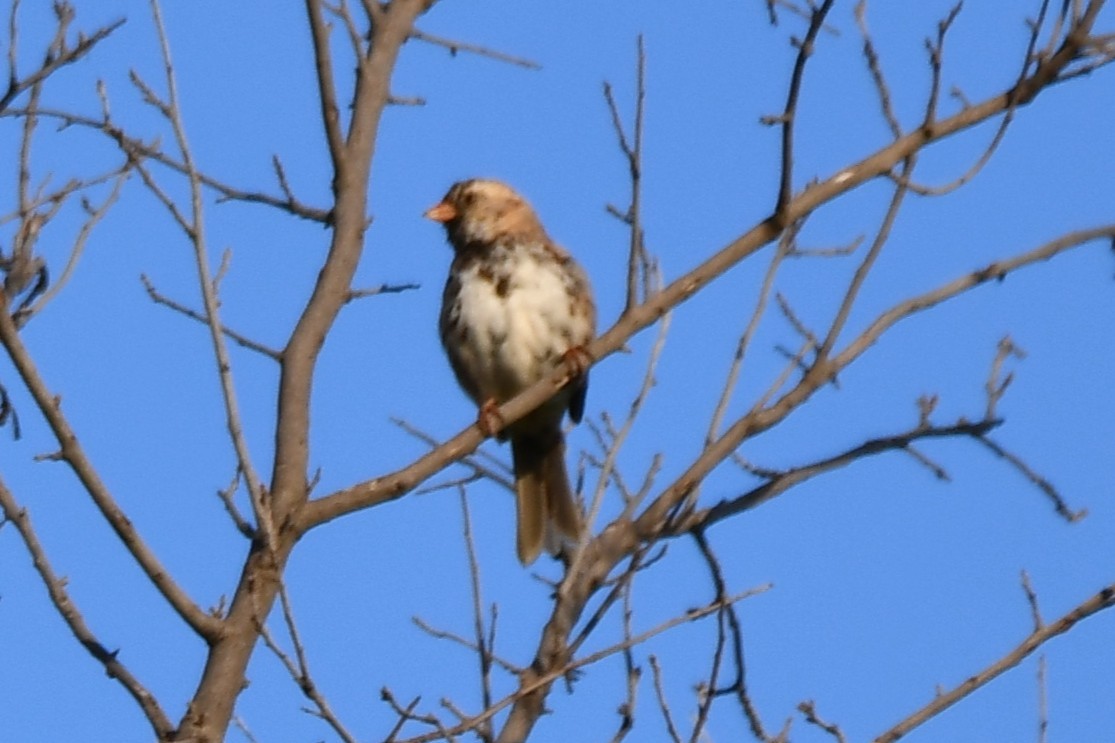Harris's Sparrow - ML634279357