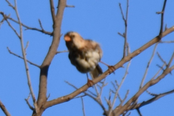 Harris's Sparrow - ML634279358