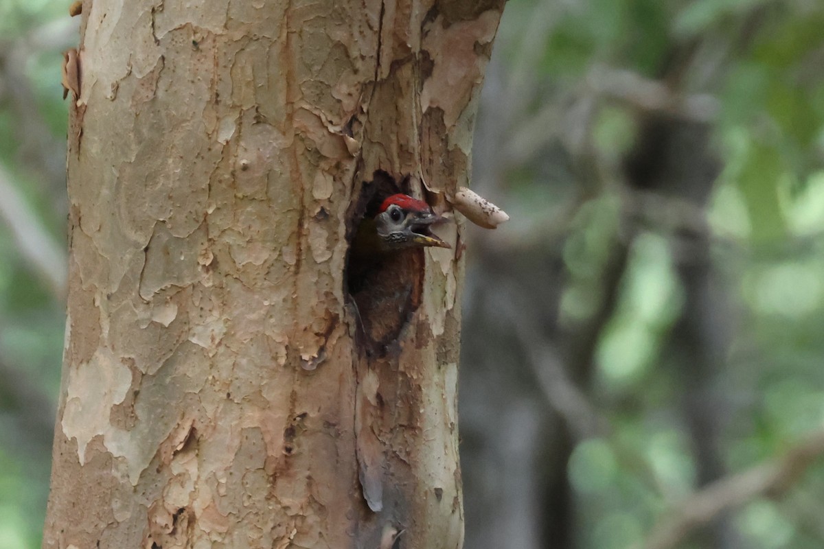 Streak-breasted Woodpecker - ML634279379