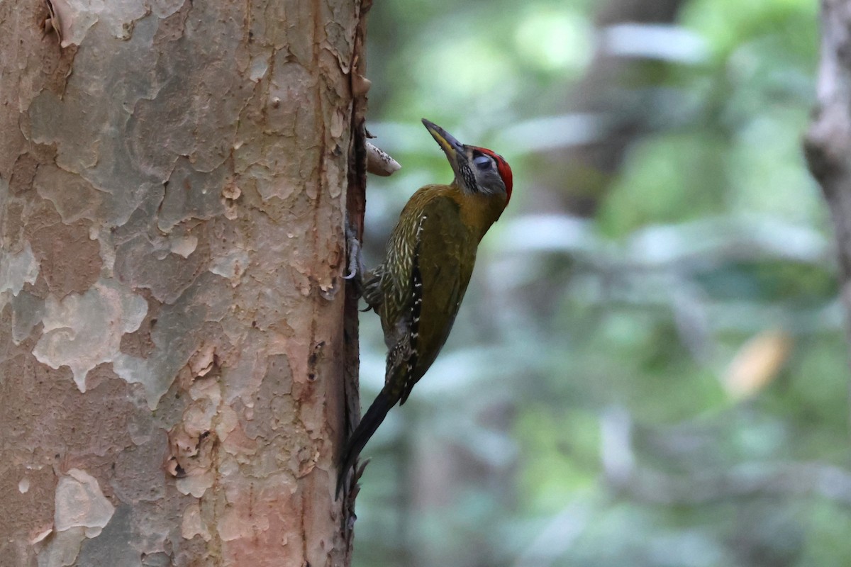 Streak-breasted Woodpecker - ML634279380
