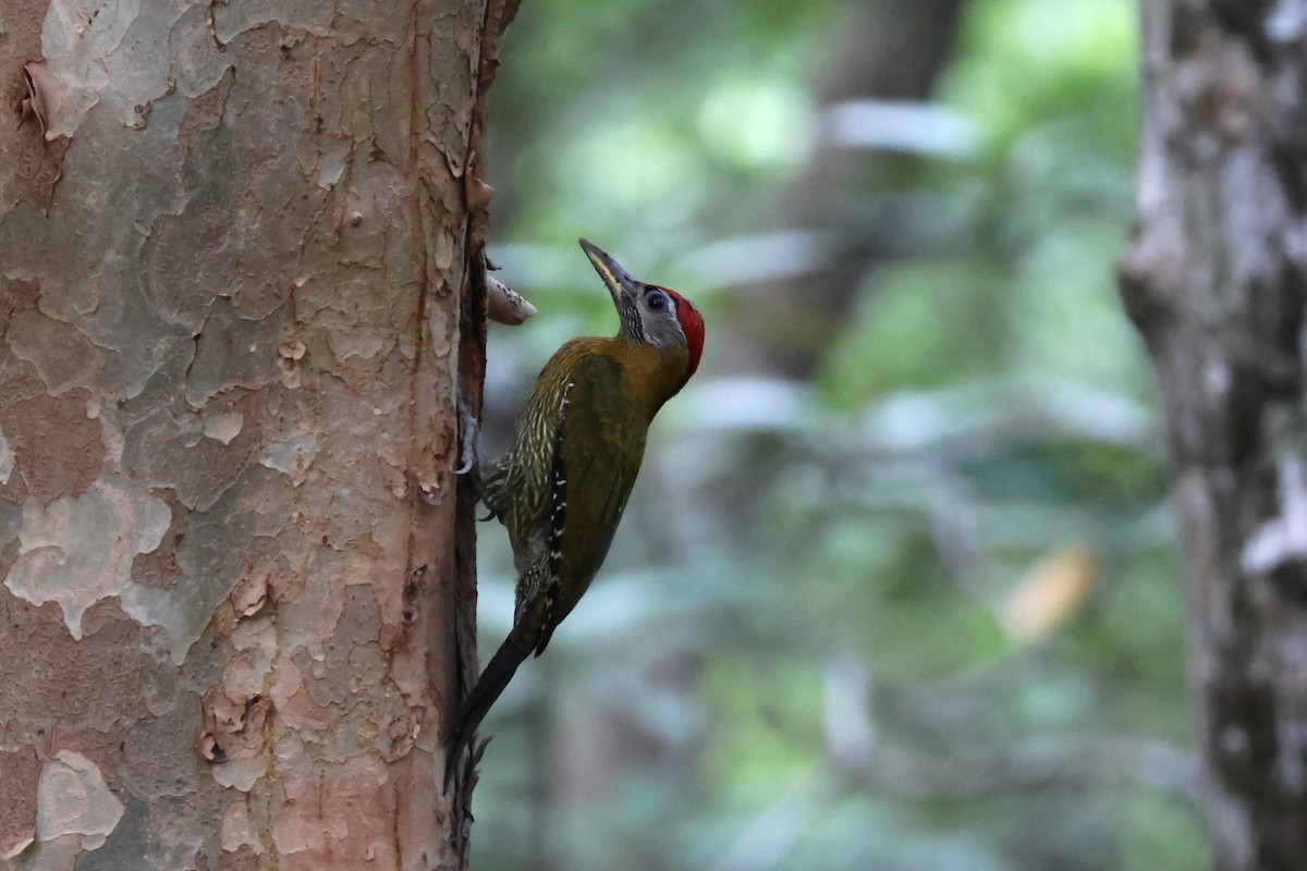 Streak-breasted Woodpecker - ML634279381