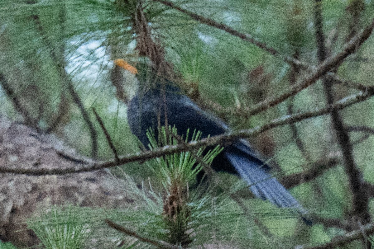 Blue Whistling-Thrush - ML634279416