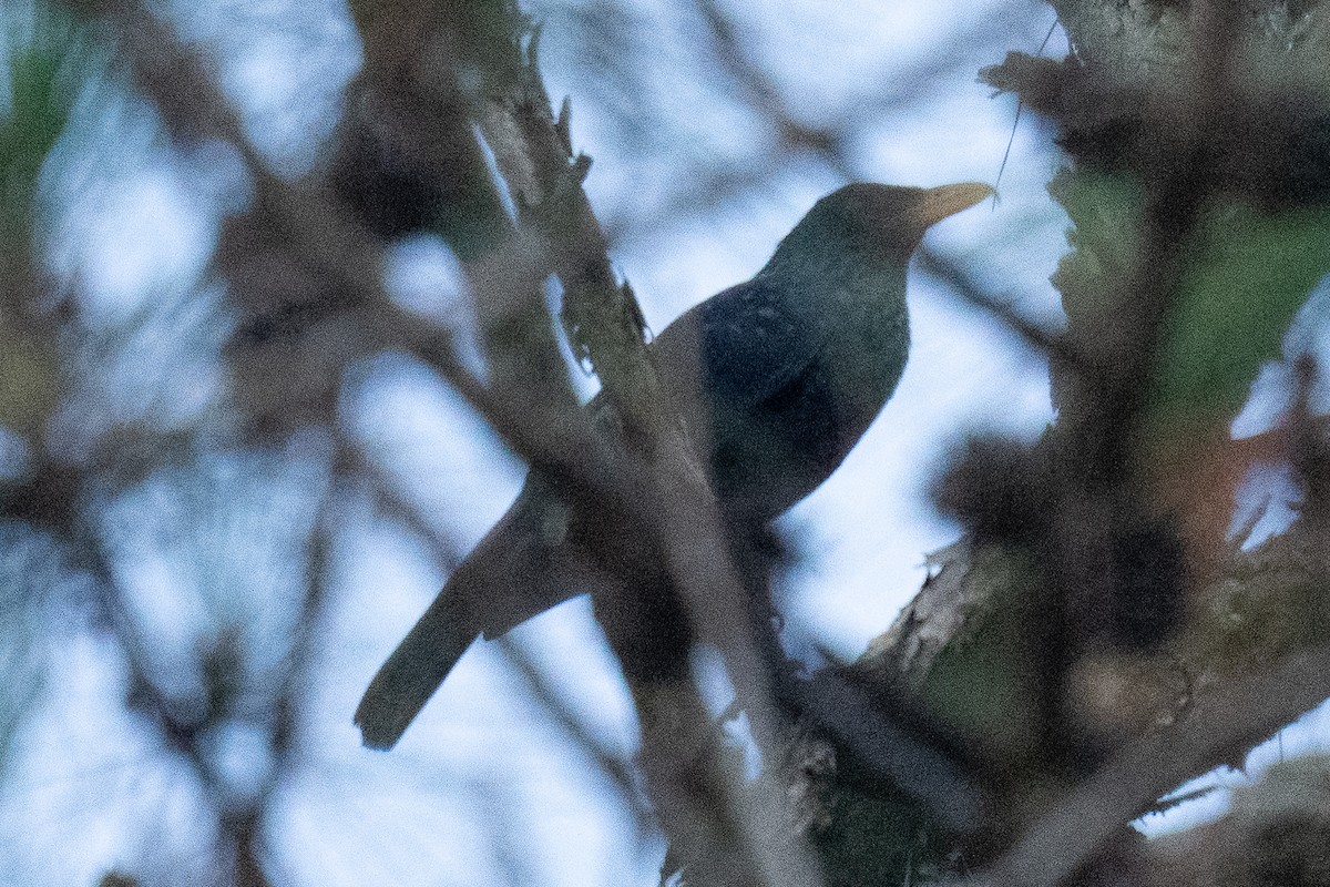 Blue Whistling-Thrush - ML634279417