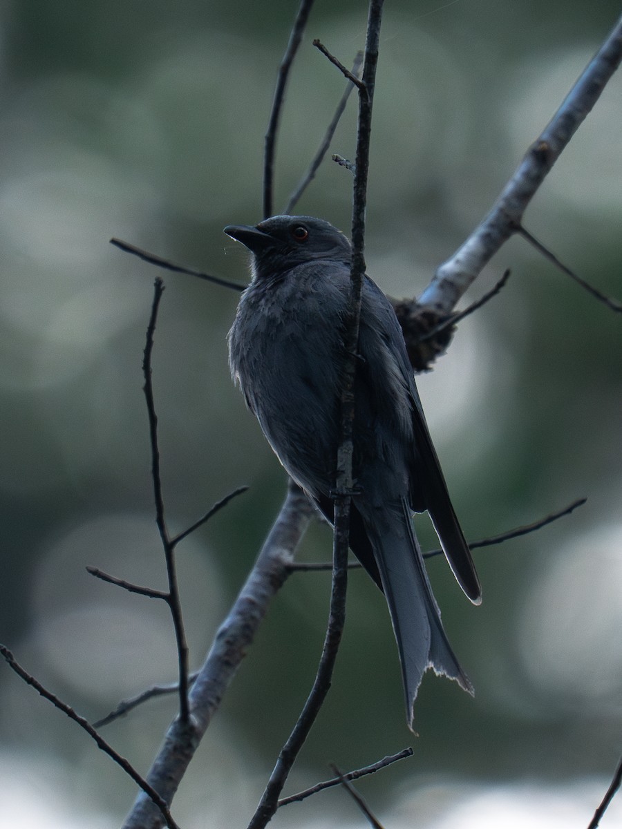 Ashy Drongo - ML634279429