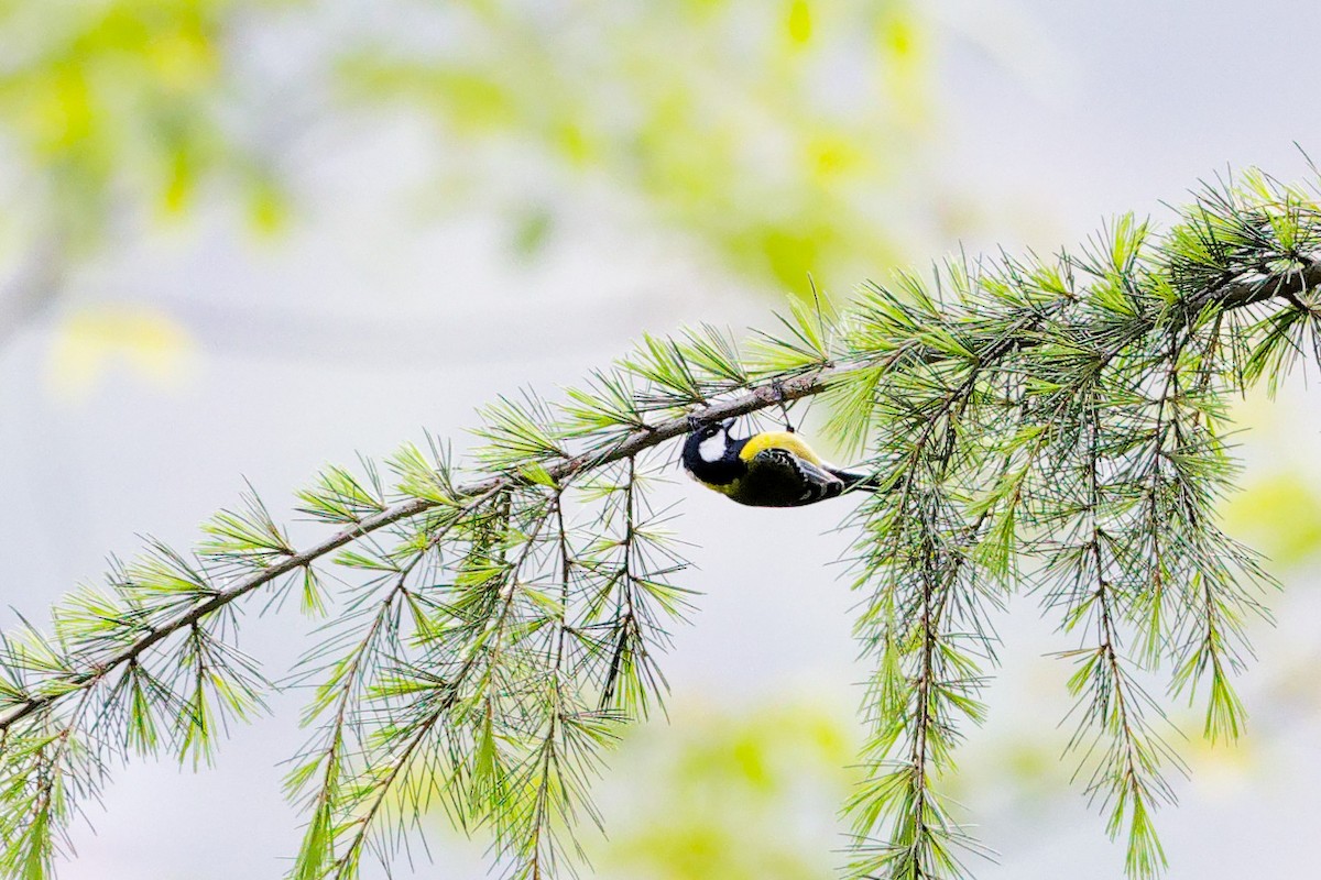 Green-backed Tit - ML634279439