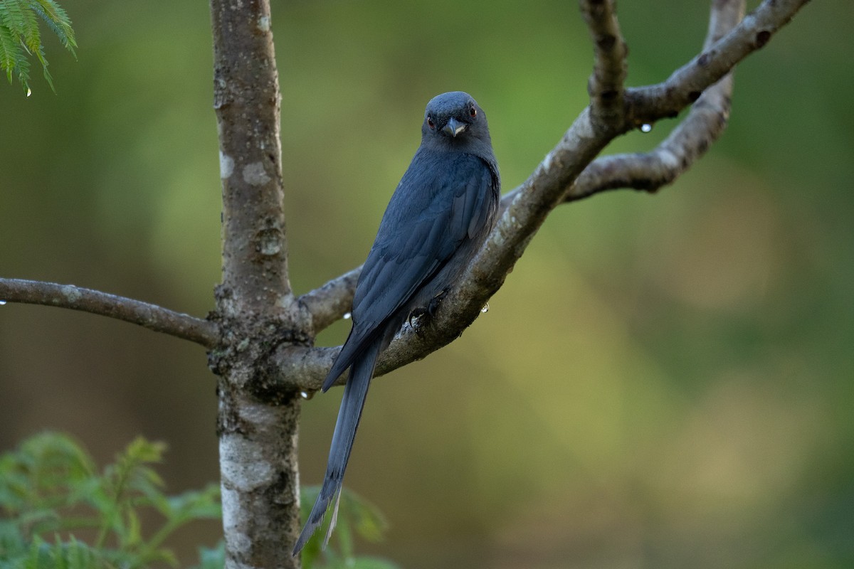 Ashy Drongo - ML634279444