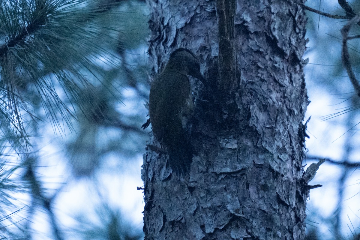 Gray-headed Woodpecker (Black-naped) - ML634279445