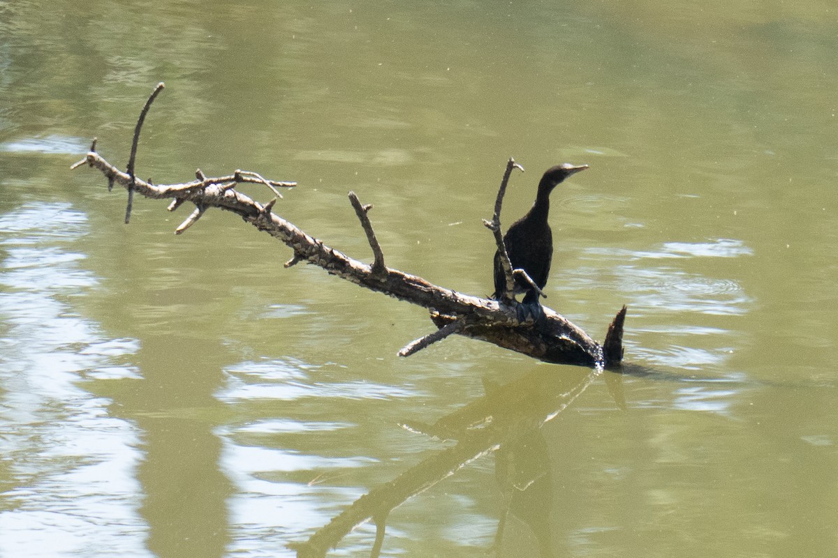 Little Cormorant - ML634279447