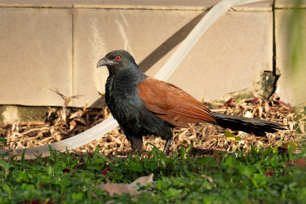 Greater Coucal - ML634279448