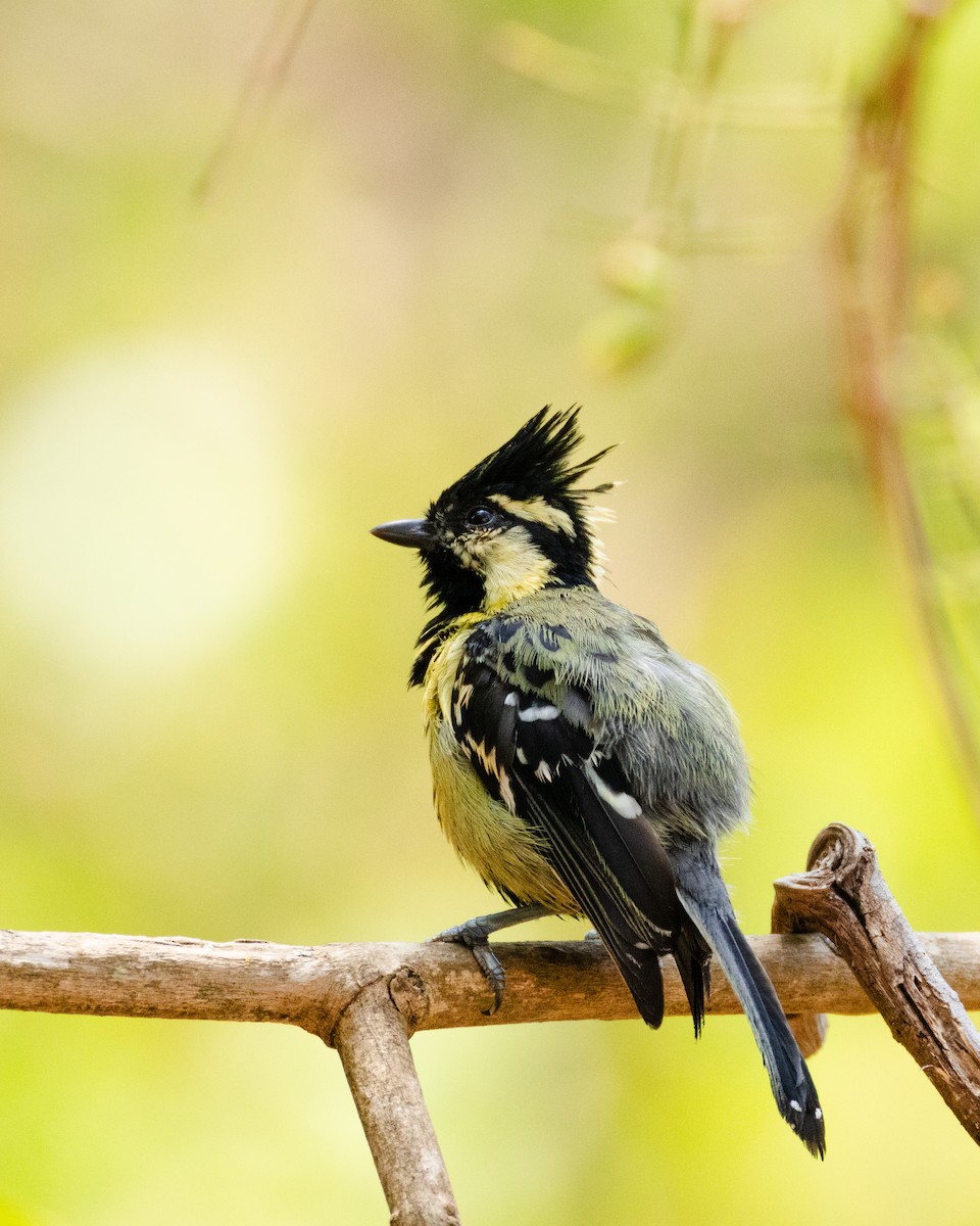 Indian Yellow Tit - ML634279449