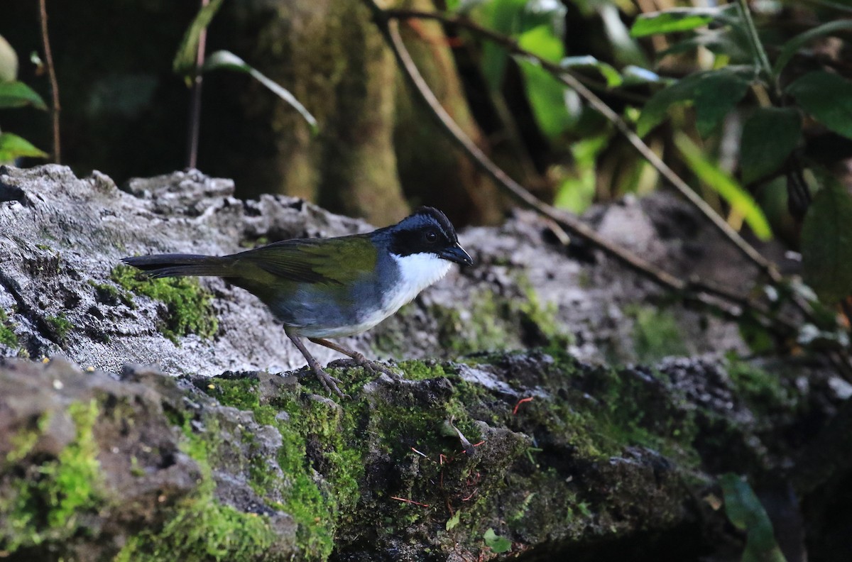 Costa Rican Brushfinch - ML634279497