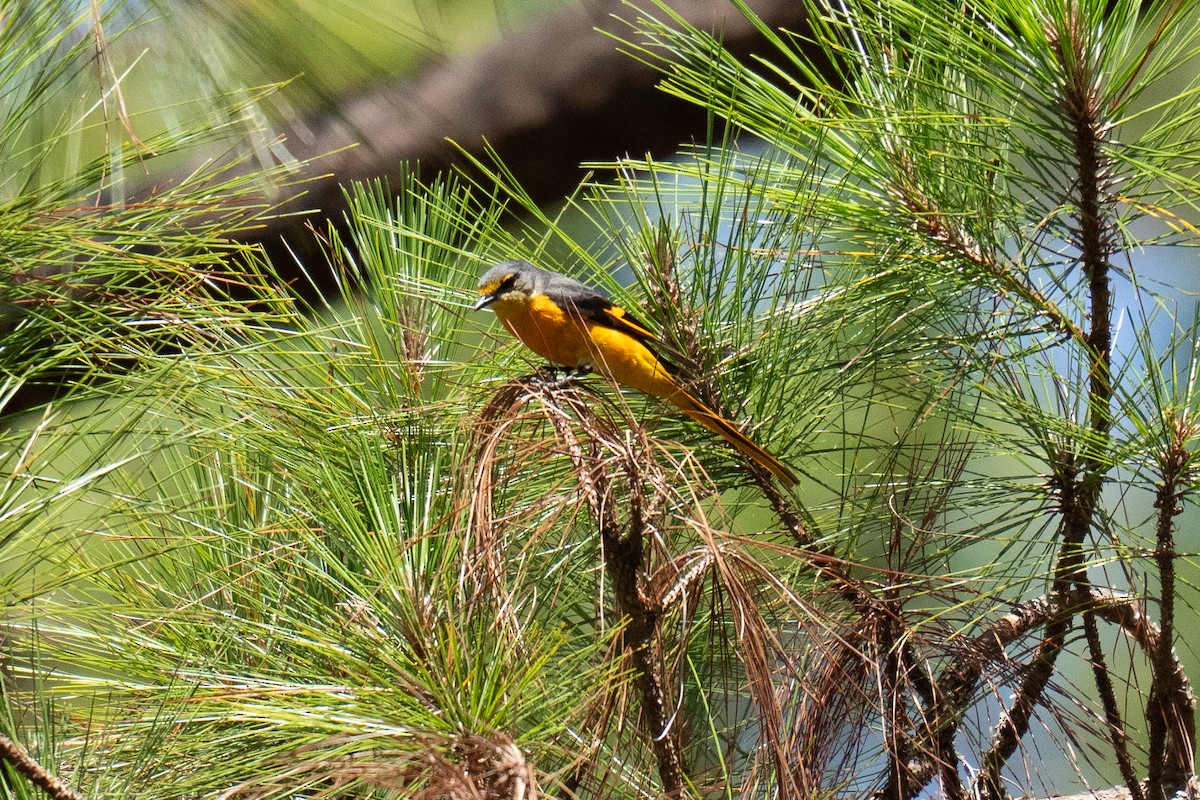 Long-tailed Minivet - ML634279504