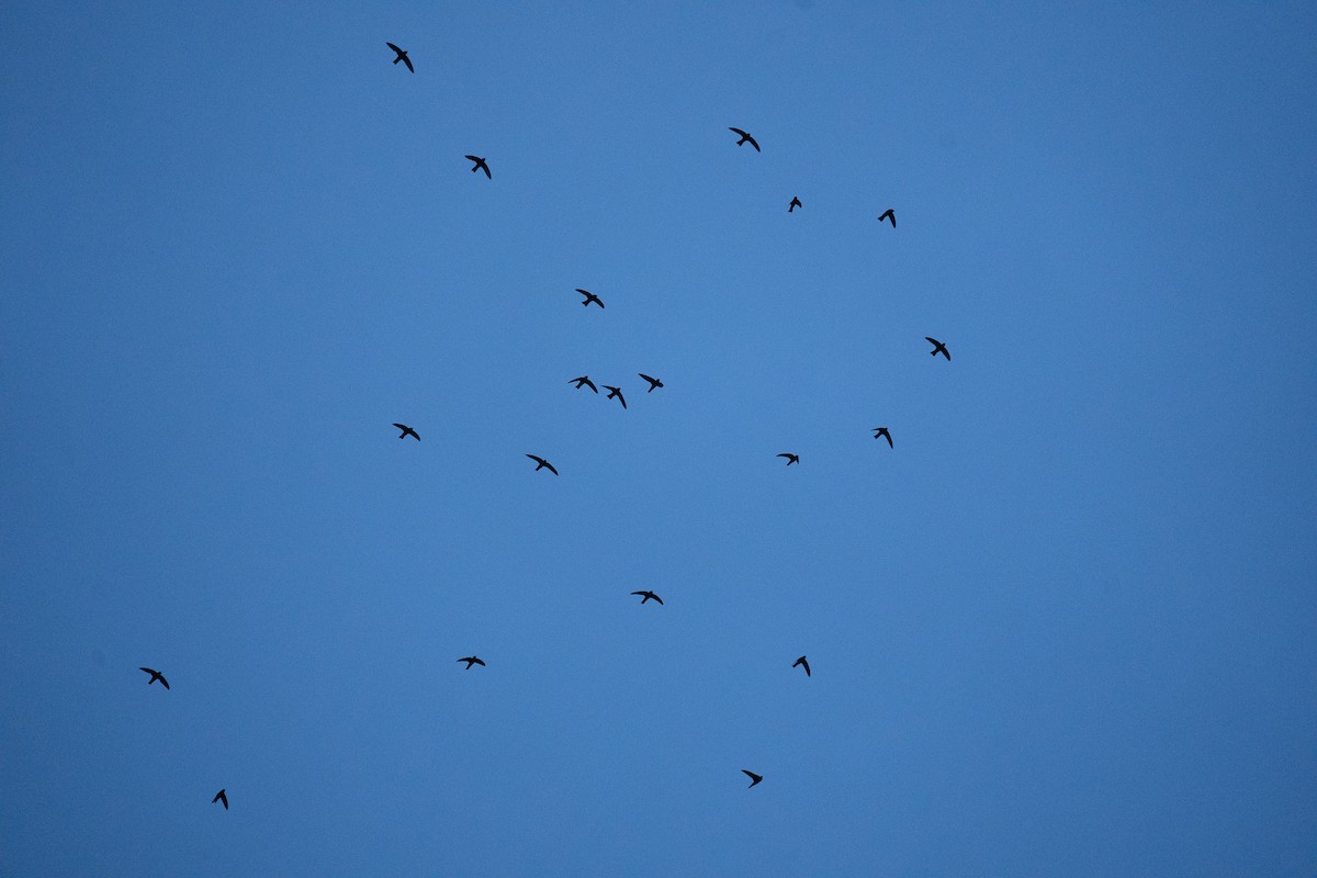 House Swift - ML634279507