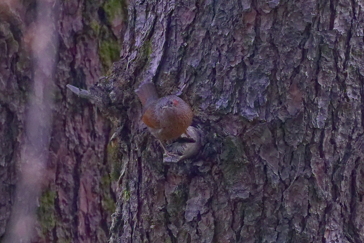 Streaked Laughingthrush - ML634279564
