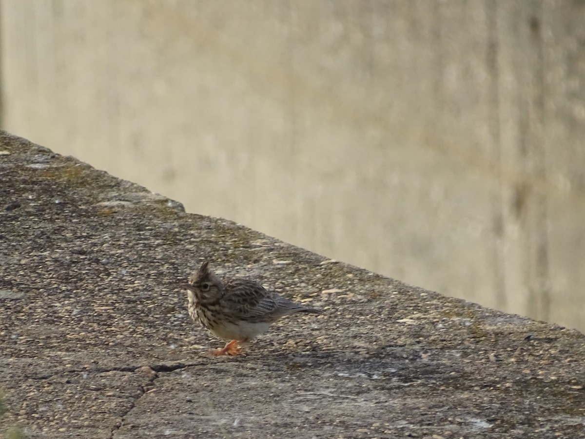 Thekla's/Crested Lark - ML634279571