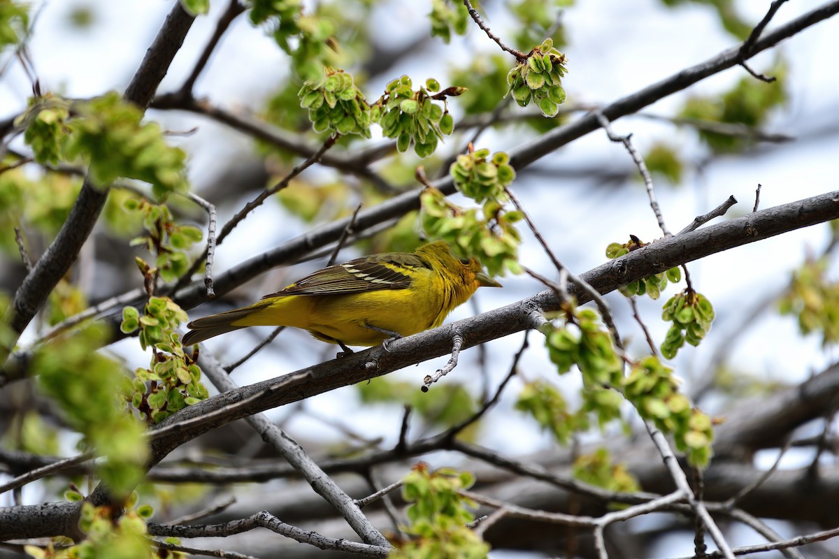 Western Tanager - ML634279623