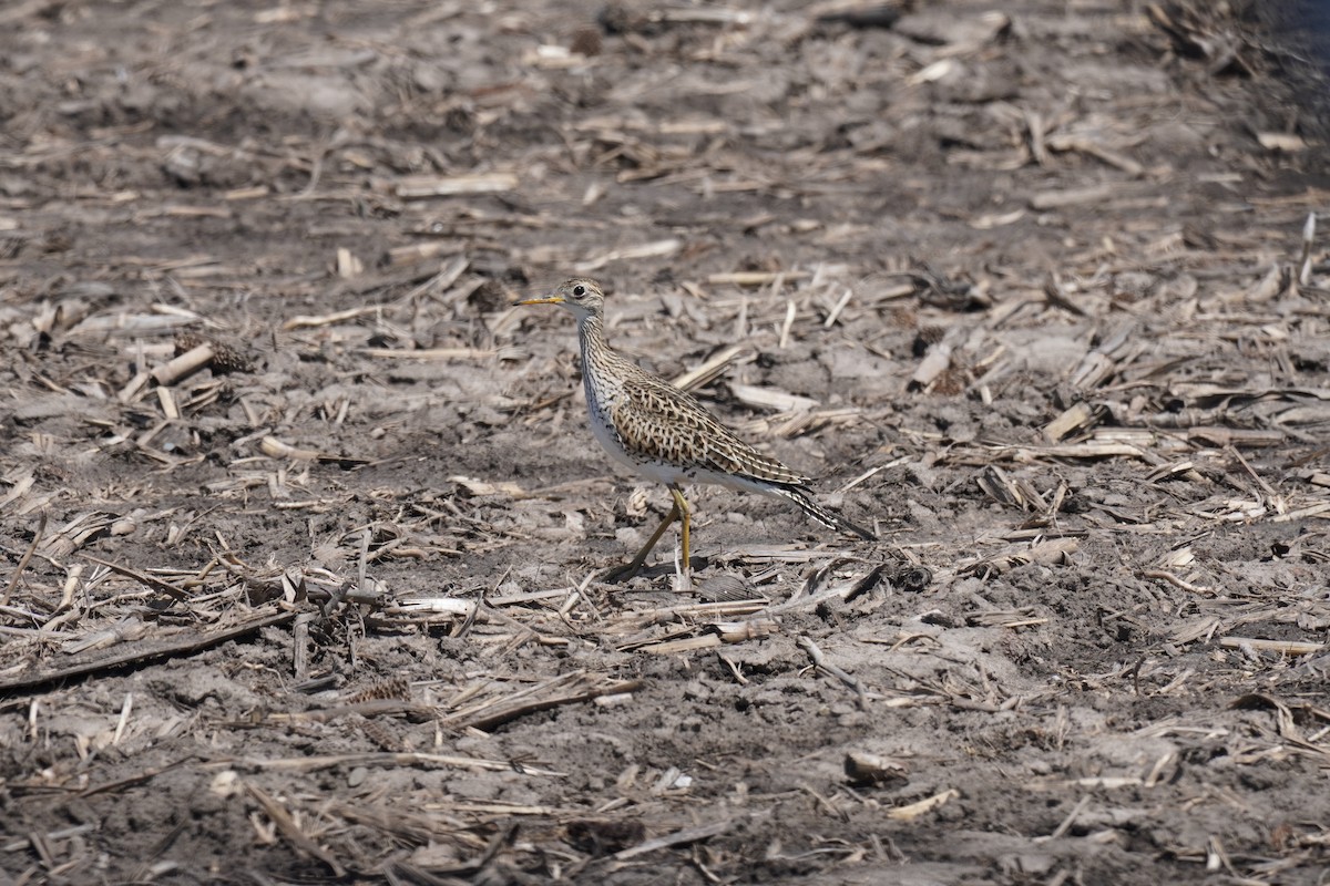 Upland Sandpiper - ML634279640