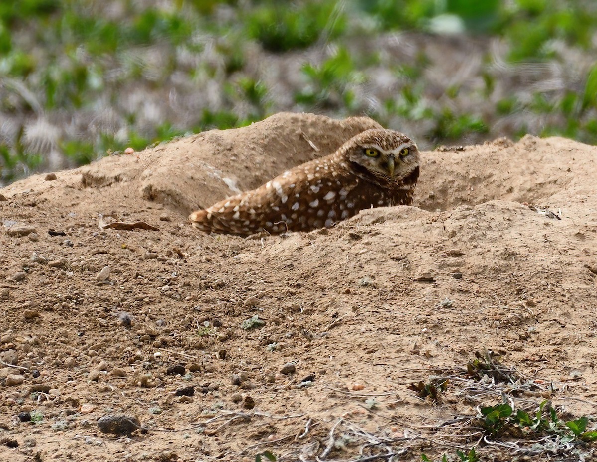 sýček králičí - ML634279663