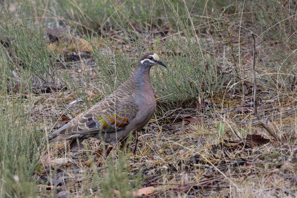Common Bronzewing - ML634279681