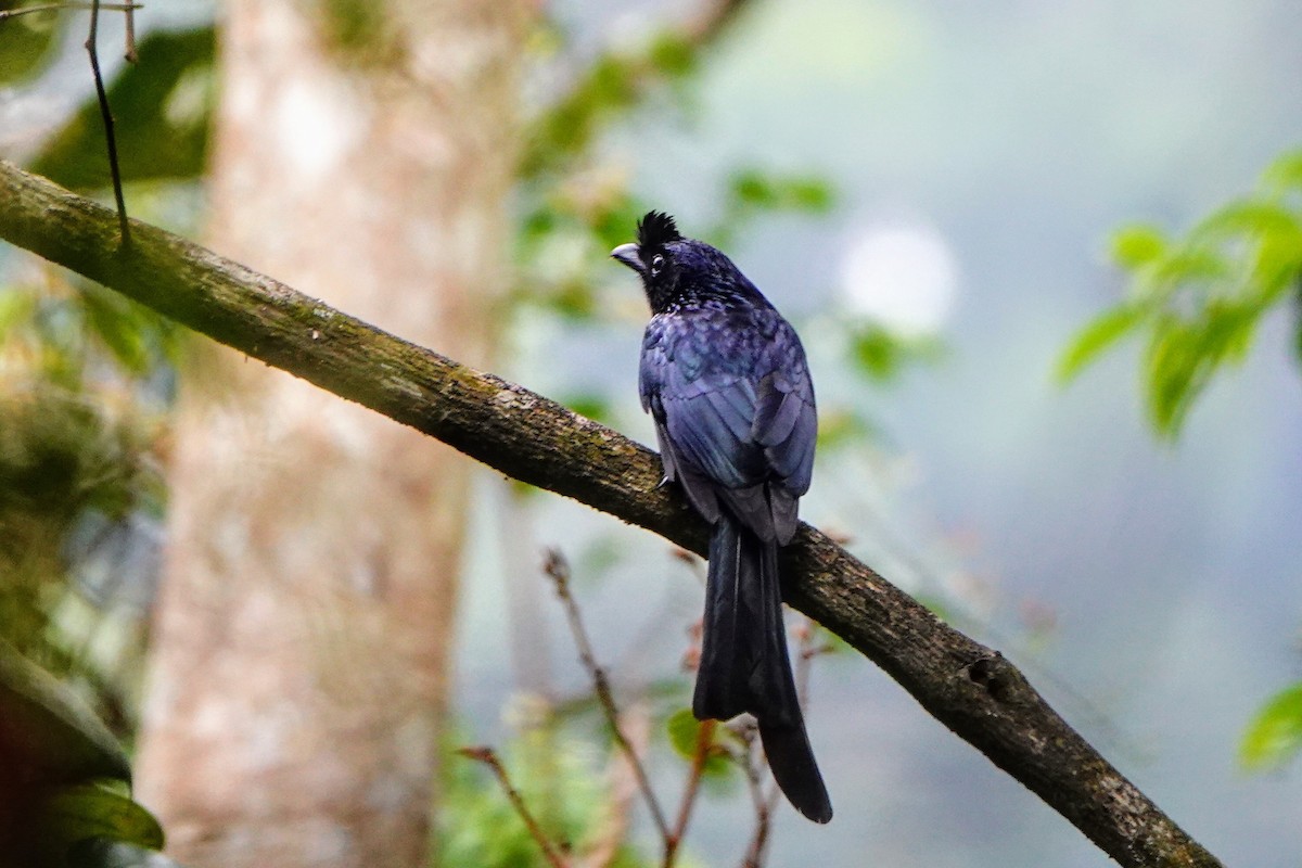 Sri Lanka Drongo - ML634279697