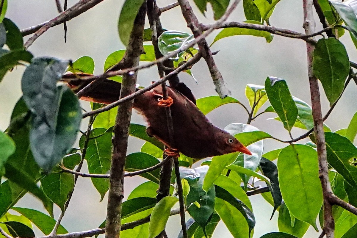 Orange-billed Babbler - ML634279698