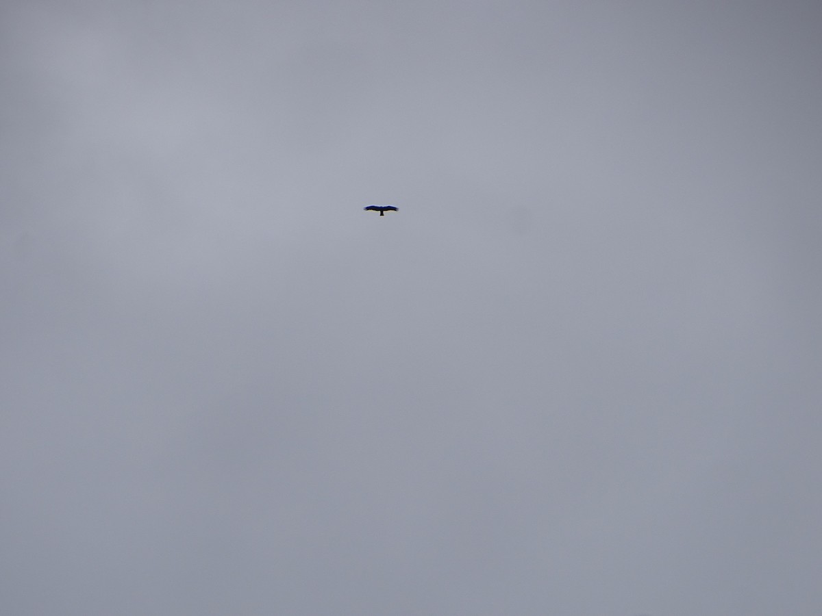 Booted Eagle - ML634279714