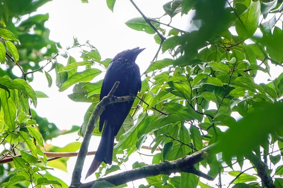 Sri Lanka Drongo - ML634279740