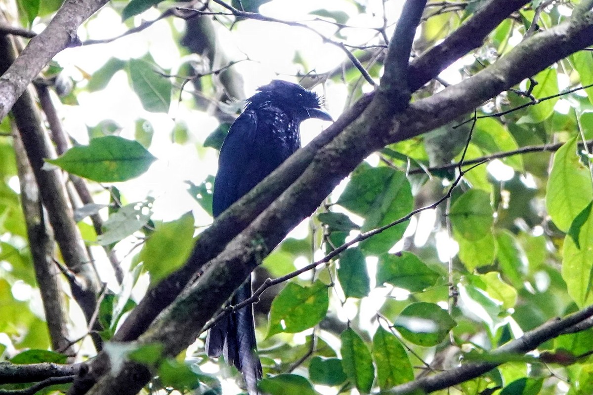 Sri Lanka Drongo - ML634279741