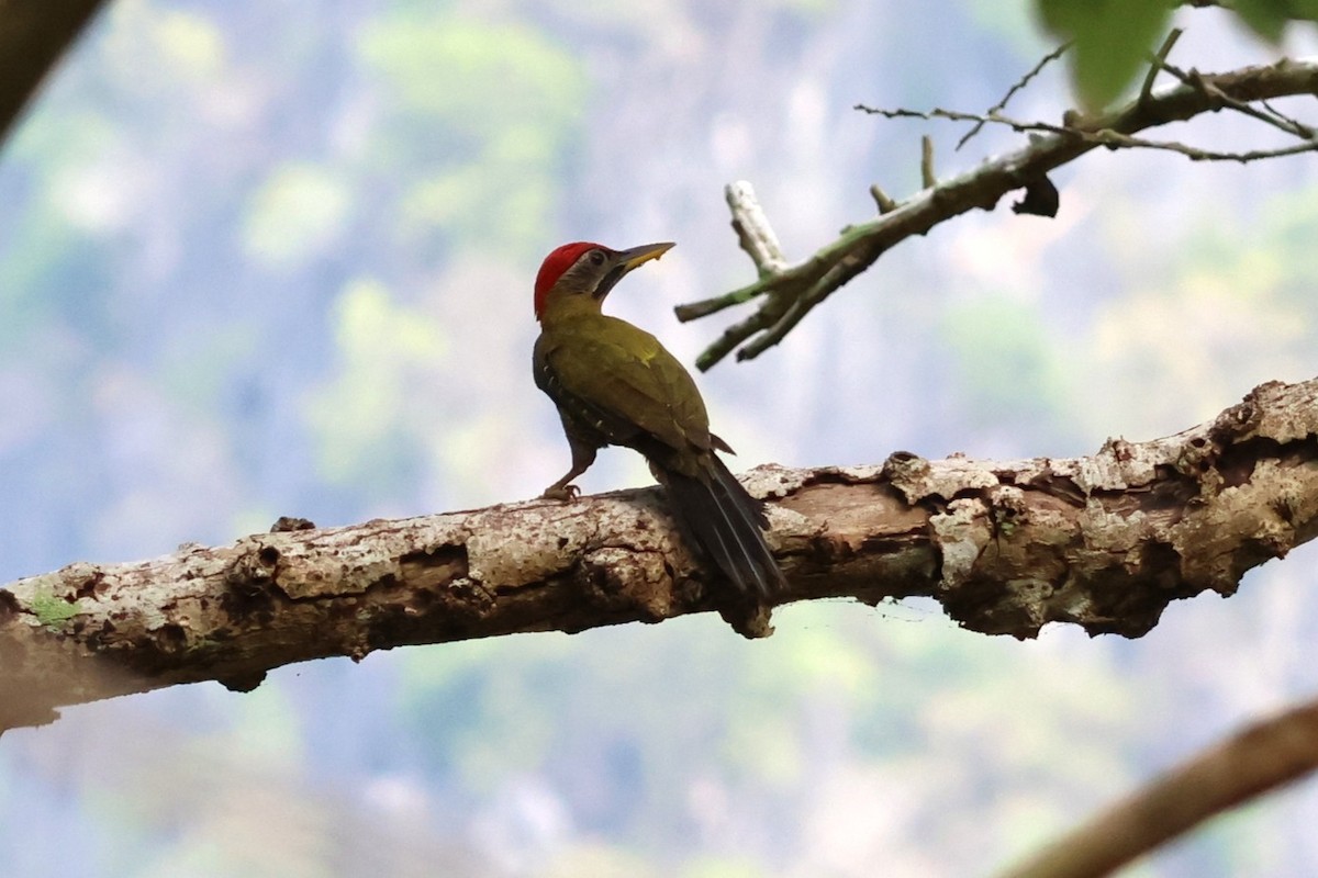 Streak-breasted Woodpecker - ML634279745