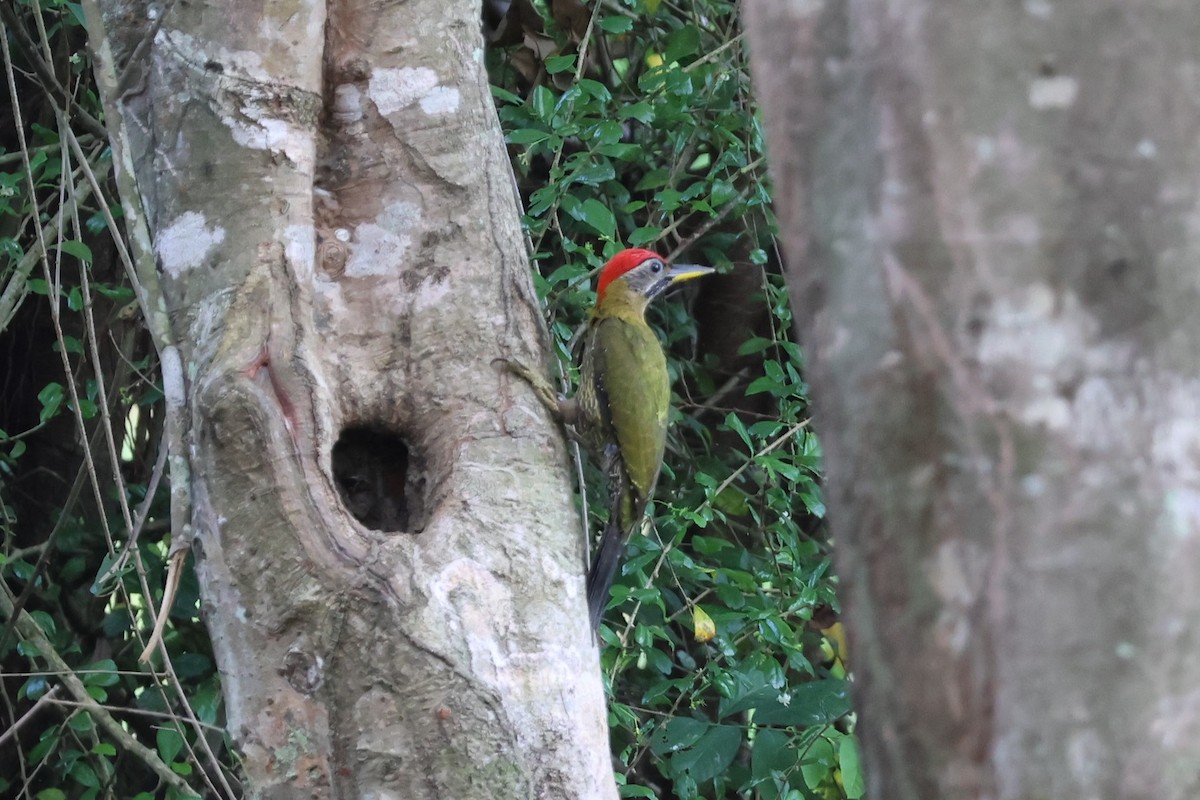 Streak-breasted Woodpecker - ML634279747