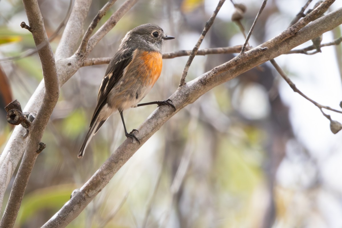 Scarlet Robin - ML634279749