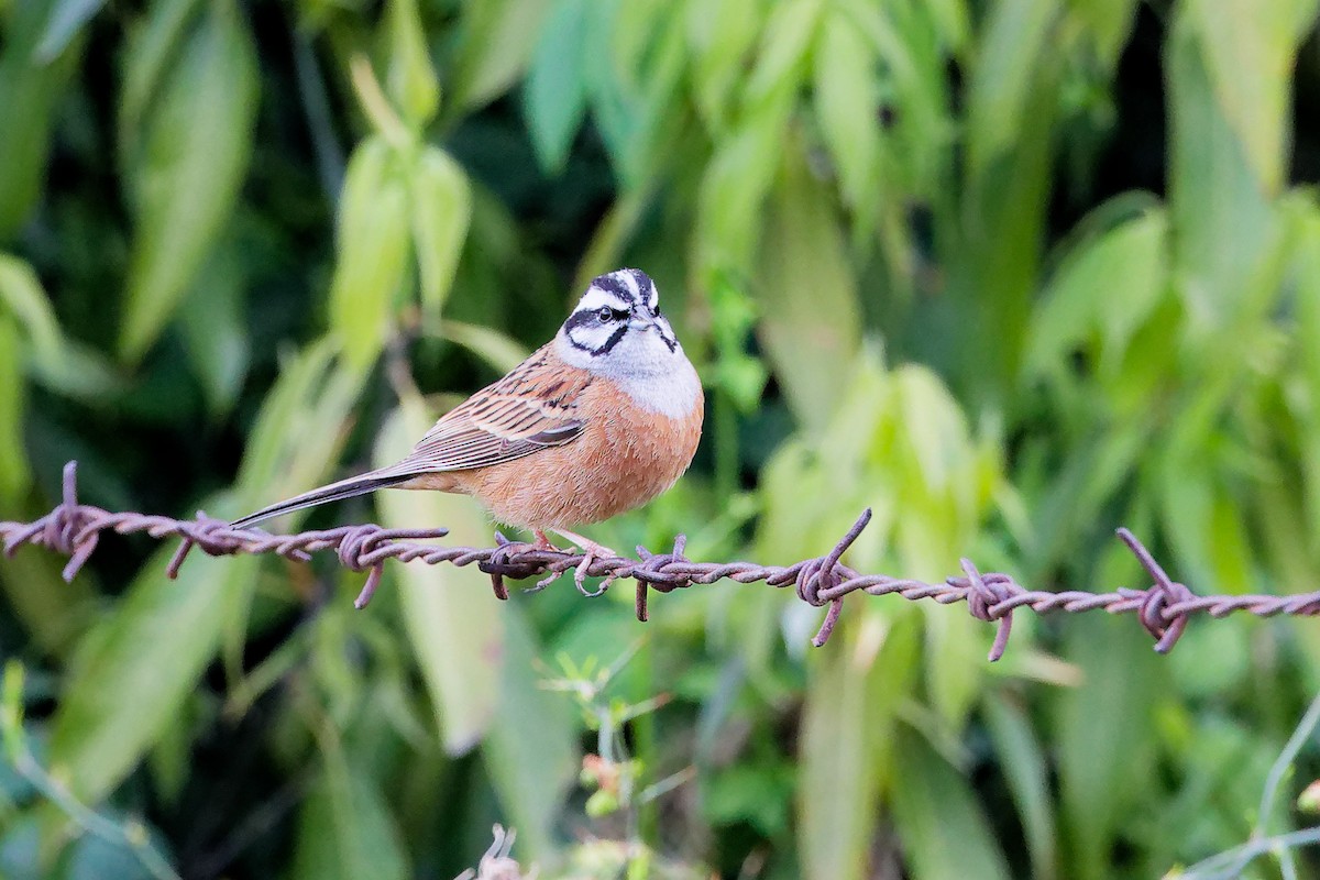 Цагаан хөмсөгт хөмрөг - ML634279832