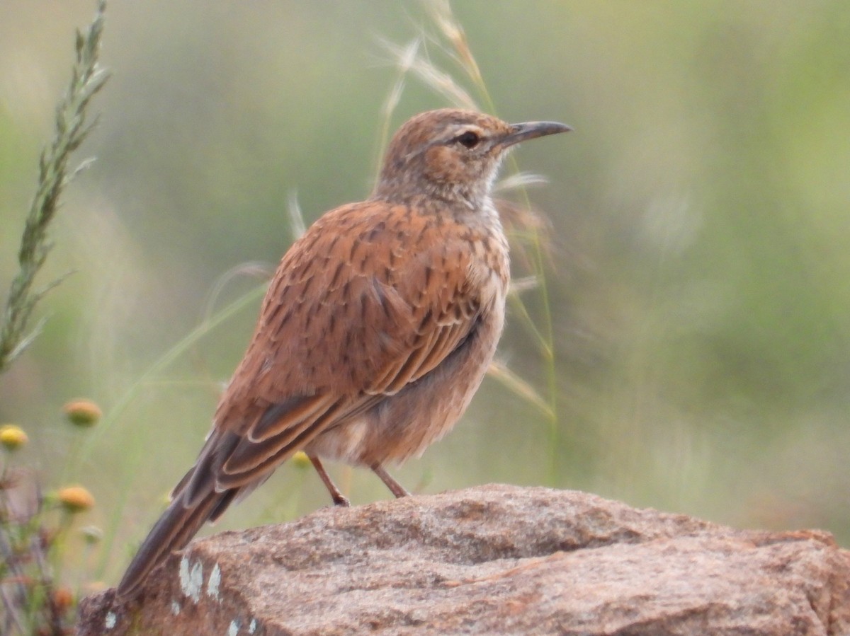 Karoo Long-billed Lark - ML634279885