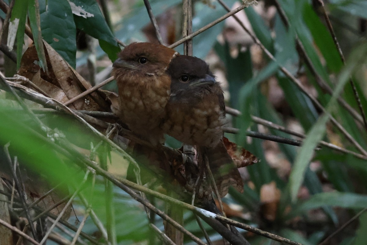 Gould's Frogmouth - ML634280030