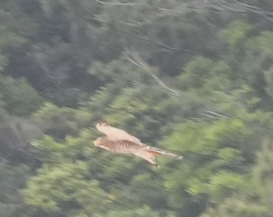 Gray-faced Buzzard - ML634280058