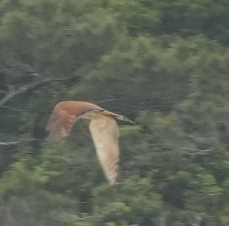 Gray-faced Buzzard - ML634280059