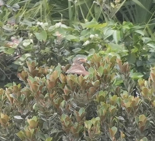 Gray-faced Buzzard - ML634280060