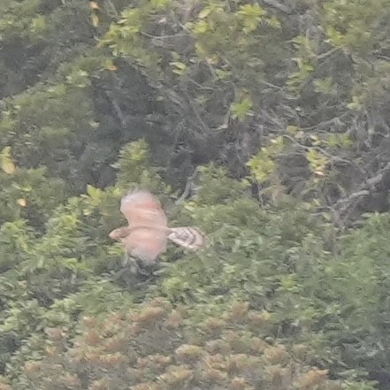 Gray-faced Buzzard - ML634280061