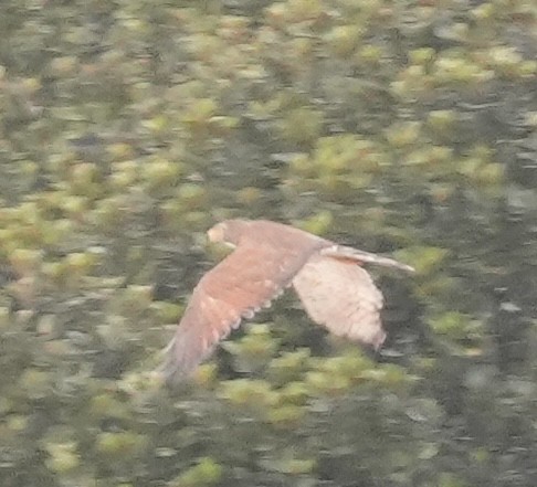 Gray-faced Buzzard - ML634280062
