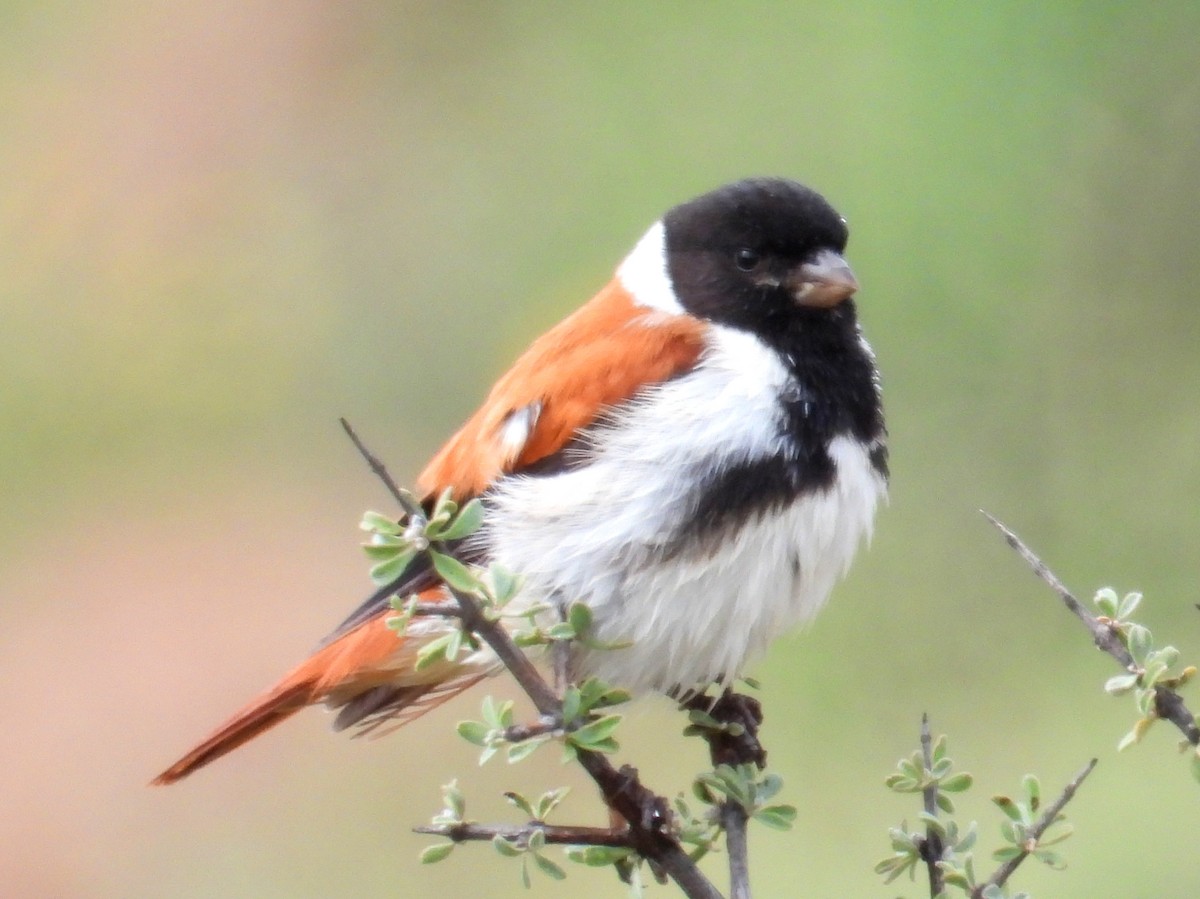Black-headed Canary - ML634280206
