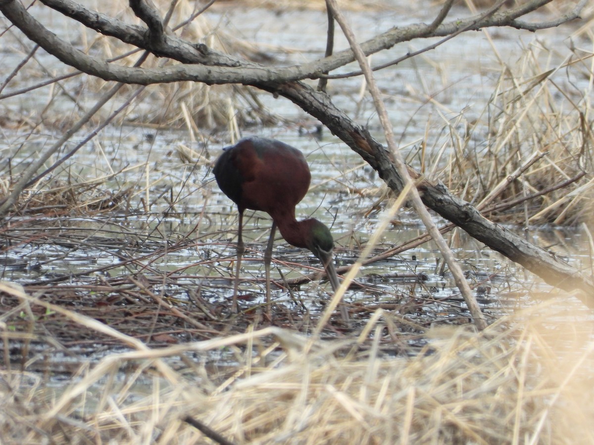 Glossy Ibis - ML634280210